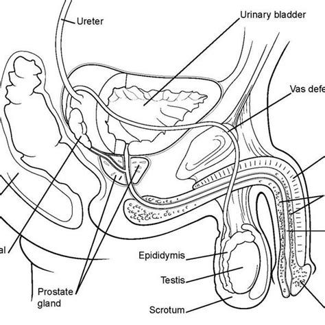Male Reproductive System Diagram Labeled Black And White
