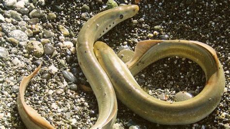 pacific lamprey   key  preserving yurok culture merced sun