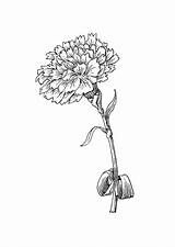 Flower Carnation Coloring Pages Tattoo Drawing Birth Outline Tattoos Realistic Super Edupics School Marigold January Drawings Visit Choose Board Printable sketch template