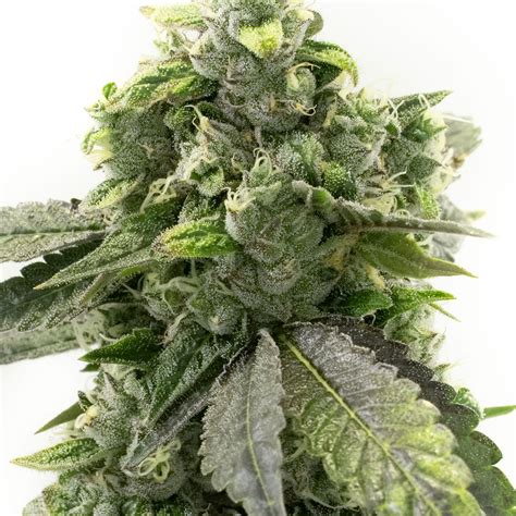buy  autoflower marijuana seeds hmg original strain