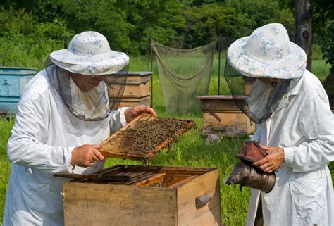 rette die honigbiene