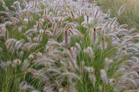 lovegrass farm close up and personal photos of ornamental grasses
