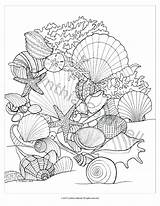Coloring Pages Seashells Adult Sea Shells Colouring Beach Book Para Printable Sheets Colorear Mar Drawings Dibujos Etsy Color Books Seashell sketch template