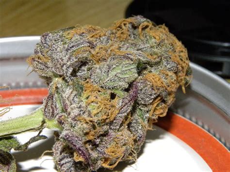 purple kush seeds strain review grow marijuanacom