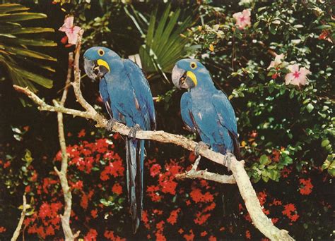 vintage travel postcards parrot jungle