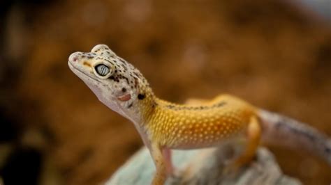 gecko   sore   nose pethelpful