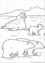Coloring Bear Polar Pages Walrus Bears Little Color Printable Sheets Cola Coca Online Print Cartoons Getdrawings Cub Getcolorings Colorings sketch template
