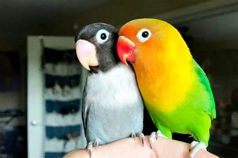 colorful parrot finds  goth girlfriend theyre   favorite lovebirds cuteness