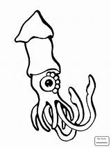 Squid Giant Coloring Clipartmag Drawing sketch template