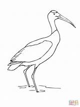 Stork Bocian Standing Kolorowanka Storks Obrazek Wydrukuj sketch template