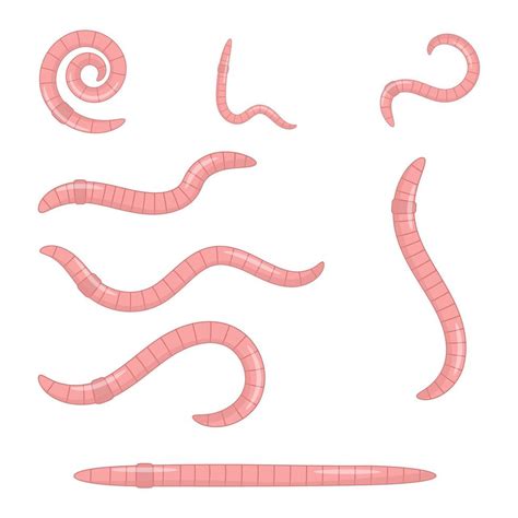 set  earthworms pink worms   shapes  vector art