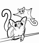 Glider Sugar Coloring Pages Gliders Drawing Svg Printable Animal Color Clipart Sugarglider Silhouette Print Template Colouring Clip Sheet Glidergossip Drawings sketch template