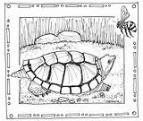 Turtle Coloring Snapping Pages Drawing Florida Geography A1 Hand Getdrawings Getcolorings Library Printable Comments Nature Minn Mississippi Bf sketch template
