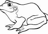 Coloring Pages Frog Coloring4free Printable Bfree sketch template