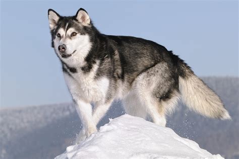 husky de siberie ou malamute dalaska ecole du chien