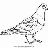 Piccione Paloma Colombo Pigeon Animali Palomas Uccelli Pajaros Dibujosparacoloreargratis Animadas Página sketch template