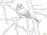 Chickadee Coloring Songbird Capped Pages Printable Crafts Supercoloring Drawing Color Bird Birds Super Kids Skip Main sketch template