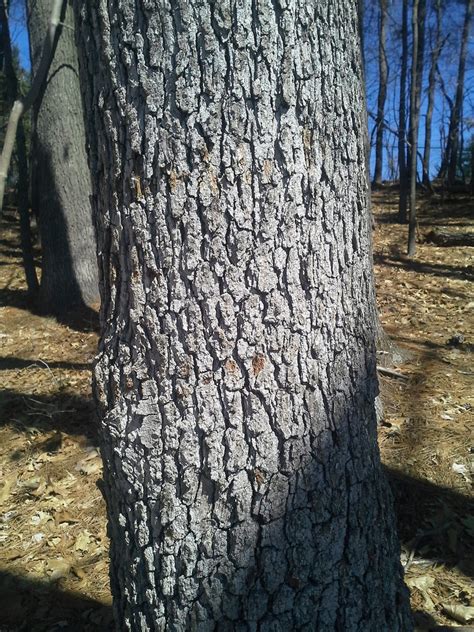 post oak glen arboretum