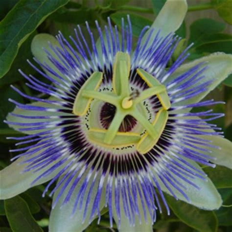 Pin By Ashley On Flowers With Images Passiflora Passion Flower