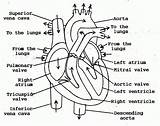Heart Diagram Flow Blood Human Anatomy Sketch Outline Simple Drawing Coloring Through Valves Labels Labeled Structure Pages Chambers Internal Easy sketch template
