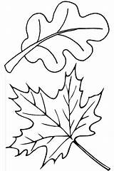 Leaves Coloring Pages Fall Leaf Autumn Oak Maple Thanksgiving Color Template Pile Drawing Clip Printable Print Colorluna Kids Herbst Getdrawings sketch template