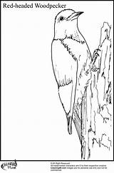 Woodpecker Headed Pileated Fronted Designlooter sketch template