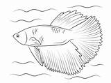 Coloring Betta Pages Fish Halfmoon Fighting Siamese Animals Printable Color Drawing Template Line Drawings 358px 27kb sketch template