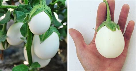 grow  japanese white eggplant   simple stepsit
