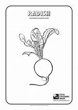 Coloring Radish Pages Cool Plants Vegetables Print Pepper sketch template