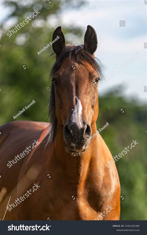 horse front face