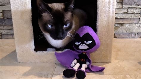 Teen Titans Go Raven Gets A Cat Condo Tree Toy For A