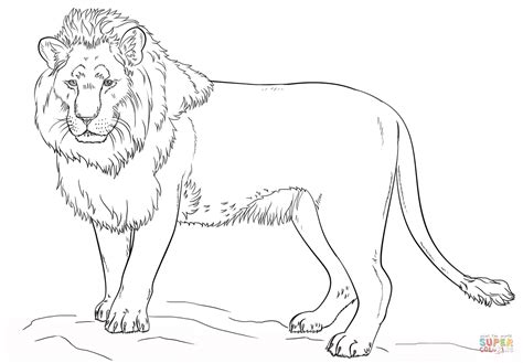 standing lion coloring page  printable coloring pages