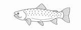 Trout Template Fish Wood Templates Cut Large Pattern Moreprintabletreats sketch template