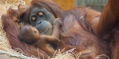 zoo dortmund affen baby kleo erstmals aus der naehe zu sehen