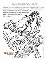 Arizona State Coloring Pages Cactus Wren Canyon Bird Grand Symbols Clipart Color Print Use Printable Artwork Getcolorings Getdrawings Clipground Altered sketch template