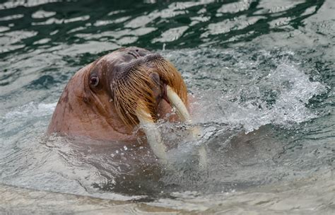photos this is what a 3 650 pound walrus looks like katu