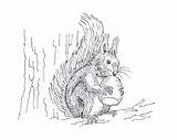 Egern Tegning Spiser Vulgaris Sciurus Nød Skolen Skoven Dk sketch template