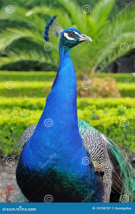 pauw stock afbeelding image  kleurrijk groot vogel