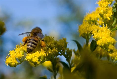 busy bee  photo  freeimages