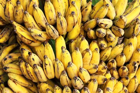 How The World S Favorite Banana Became Extinct