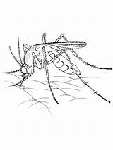 Mosquito Coloring Pages Kids Color Printable Bestcoloringpagesforkids Realistic Mosquitoes Coloringbay Literacy 4d Preschool Print sketch template