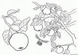 Obst Malvorlagen Apfelbaum Aprikose Pflaume Pfirsich sketch template