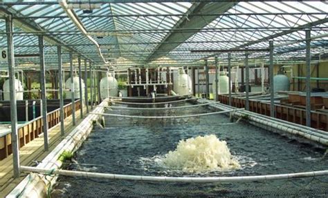 ast filters recirculating aquaculture systems