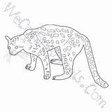 Margay Coloring Pages Click sketch template