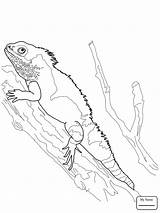Dragon Bearded Coloring Water Pages Komodo Drawing Printable Chinese Lizard Super Lizards Adults Print sketch template