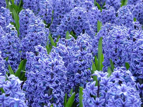 hyacinths   plant  care  hyacinth hgtv