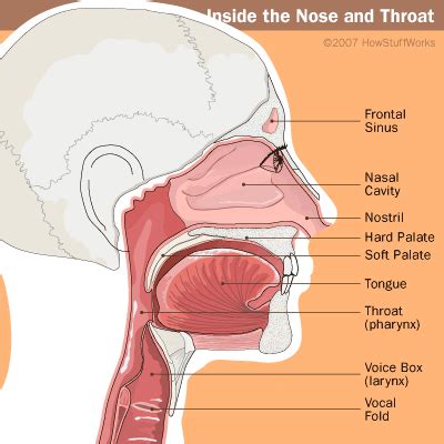 anatomy   human blockhead anatomy   nasal cavity howstuffworks