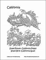 California Bird State Word Coloring Pages sketch template