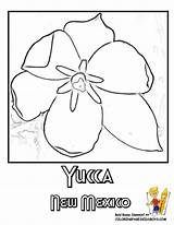 Flower Mexico State Coloring Pages Yucca Mexican Flowers Popular Usa Yescoloring sketch template