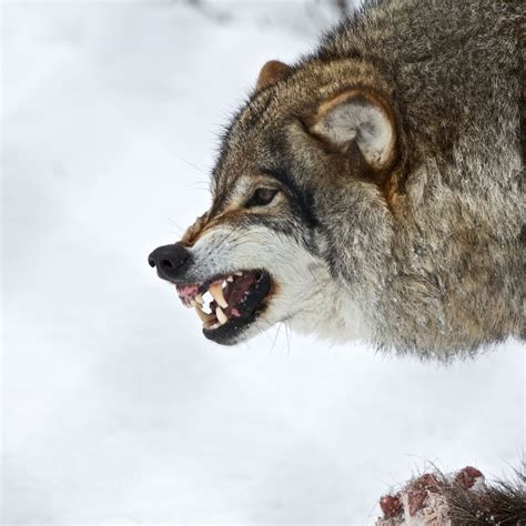 snarl side view wolf images wolf  nature animals animals